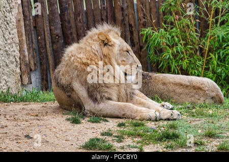 Le Lion est une espèce de mammifères Fleischfresser de la famille des félidés. Stockfoto