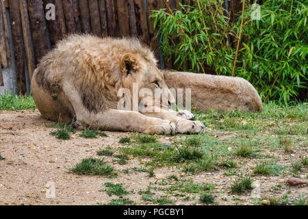 Le Lion est une espèce de mammifères Fleischfresser de la famille des félidés. Stockfoto