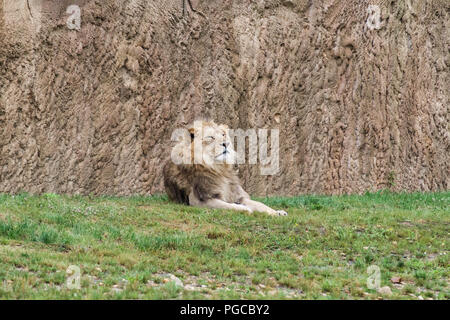 Le Lion est une espèce de mammifères Fleischfresser de la famille des félidés. Stockfoto