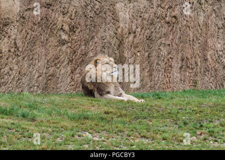 Le Lion est une espèce de mammifères Fleischfresser de la famille des félidés. Stockfoto