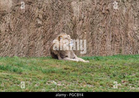 Le Lion est une espèce de mammifères Fleischfresser de la famille des félidés. Stockfoto