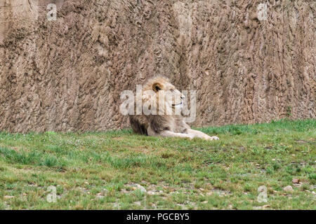 Le Lion est une espèce de mammifères Fleischfresser de la famille des félidés. Stockfoto