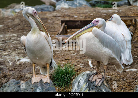 Le Pélican blanc est une espèce de Pélican de la famille des Pelecanidae. Bei le trouve du Sud-est de l'Europe jusqu'en Asie et en Afrique, dans les ma Stockfoto