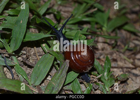 Das Abenteuer Nachtwanderung in Borneo Stockfoto