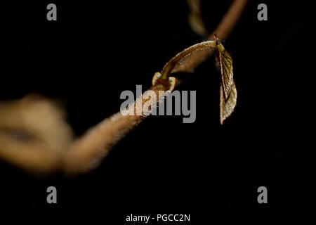 Das Abenteuer Nachtwanderung in Borneo Stockfoto