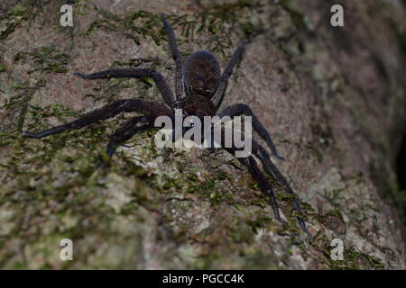 Das Abenteuer Nachtwanderung in Borneo Stockfoto