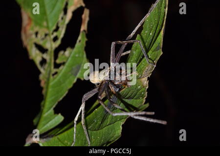 Das Abenteuer Nachtwanderung in Borneo Stockfoto