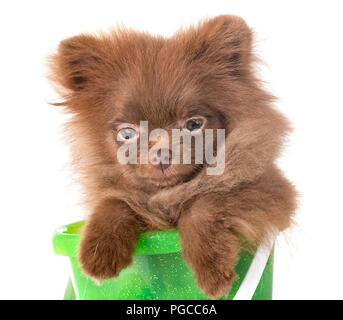 Pomeranian Welpen vor weißem Hintergrund Stockfoto