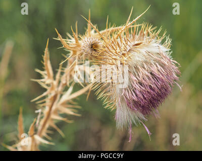 Cirsium vulgare (Distel oder Distel) Stockfoto