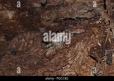 Das Abenteuer Nachtwanderung in Borneo Stockfoto