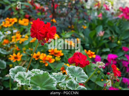 Eine rote Geranie und im Hintergrund verschiedene bunte Blumen mit Bokeh Stockfoto