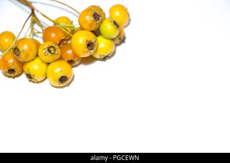 Orange Beeren reif Hawthorn liegen auf einem weißen Hintergrund. Die Beeren sind bereit, für den Verzehr. Stockfoto