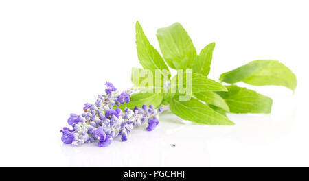 Lavendel Blume auf weißem Hintergrund Stockfoto