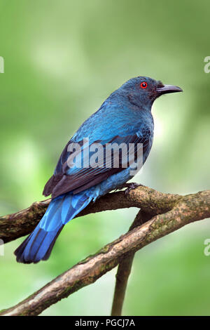 Asiatische Märchen Bluebird Irena puella Stockfoto