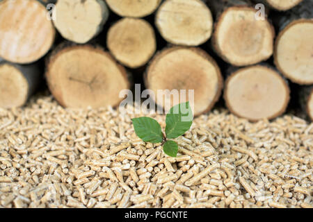 Junge Buche vor Stapel buche Holz und pellets Stockfoto