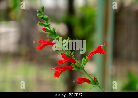 Tropische Salbei (Salvia coccinea) Blumen - Davie, Florida, USA Stockfoto