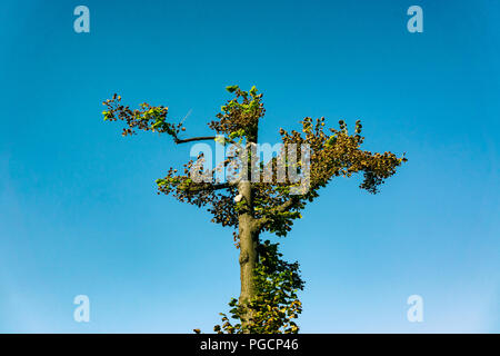 Berlin, Deutschland, August 06, 2018: Nahaufnahme von stark beschnitten Baum gegen den blauen Himmel Stockfoto