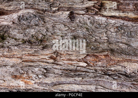 Australische Kiefer (Casuarina equisetifolia) Baumstamm Rinde closeup, Textur - Wolf Lake Park, Davie, Florida, USA Stockfoto