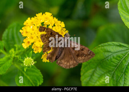 Horace's duskywing Schmetterling (erynnis Steffen), männlich, auf pineland Lantana Blume - Davie, Florida, USA Stockfoto