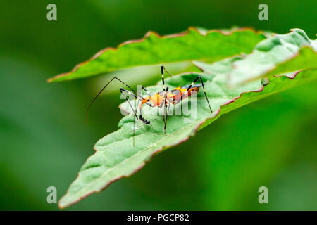 Seidenpflanze assassin Bug (Zelus longipes) Fütterung auf kleines Insekt, closeup - Davie, Florida, USA Stockfoto