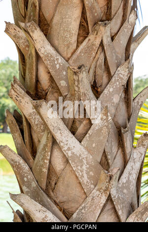 Kohl Palm (Sabal Palmetto) Baumstamm Rinde closeup, Anzeigen bootjacks - Hollywood, Florida, USA Stockfoto