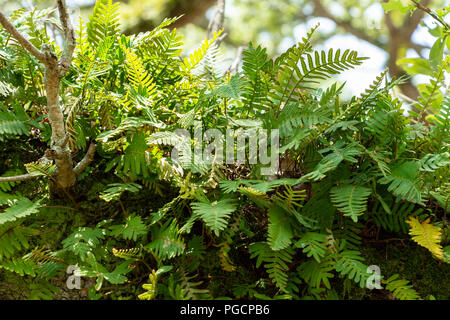 Auferstehung Farn (Pleopeltis polypodioides) wachsende auf Zweig eines südlichen live Eiche (Quercus virginiana), Nahaufnahme - Topeekeegee Yugnee (TY) Par Stockfoto