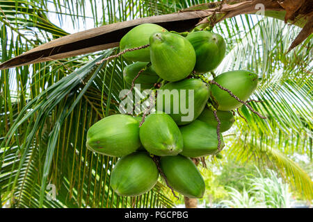 Kokospalme (Cocos nucifera) Obst closeup, Unreife, grüne-Pembroke Pines, Florida, USA Stockfoto