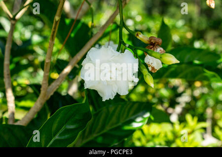 Crepe Jasmin (Tabernaemontana maculata) weiße Blume Nahaufnahme - Delray Beach, Florida, USA Stockfoto