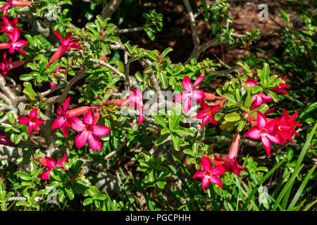 Desert Rose (adeniums obesum) - Delray Beach, Florida, USA Stockfoto