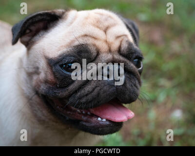 Cute close-up Portraitfotos von Mops hund Maulkorb, mit herausgestreckter Zunge Stockfoto