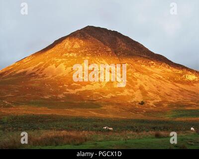 Grasmoor beleuchtet durch die untergehende Sonne, Buttermere Tal, Nationalpark Lake District, Cumbria, England, Vereinigtes Königreich Stockfoto