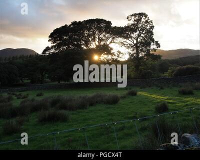 Sonne hinter Bäumen bei Lanthwaite Grün, Buttermere Tal, Nationalpark Lake District, Cumbria, England, Vereinigtes Königreich Stockfoto