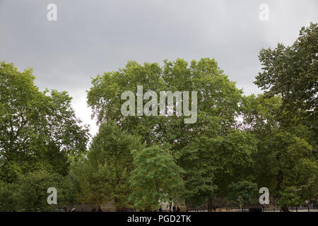 London, UK, 25. August 2018, typisch britische nasses Wetter wieder im Hyde Park, London. mit Sonnenschirmen als Schutz vor dem Regen statt der Sonnenschein. Kredit Keith Larby/Alamy leben Nachrichten Stockfoto