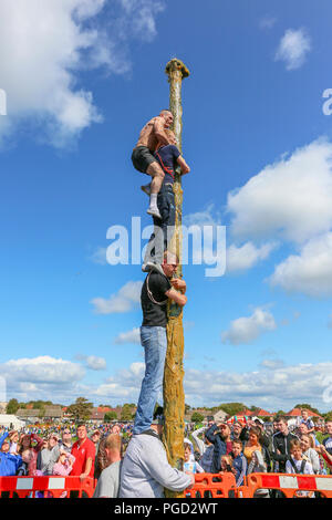 Irvine, UK. 25. Aug 2018. Klettern die Klettermast, ein 10 Meter telegraphenmast in der Achse Fett bedeckt, ist eines der beliebtesten öffentlichen Wettbewerben der jährlichen Marymass Festival in Irvine, Ayrshire, UK. Die Wettbewerber haben die Pole in der schnellsten Zeit möglich zu klettern und eine Tasche mit einem Schinken Bein nach oben gebunden entfernen. Der diesjährige Gewinner, Cameron Affleck aus Irvine konnte gerade seinen eigenen Rekord von 1 Minute 46 Sekunden zu schlagen, aber trotzdem war der Schinken Bein so einen Preis verliehen. Credit: Findlay/Alamy leben Nachrichten Stockfoto