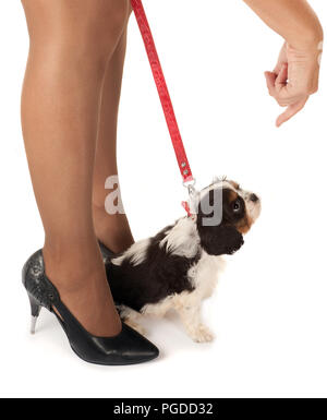 Die Beine der Frau und eine 6 Wochen alte Cavalier King Charles Welpen Stockfoto