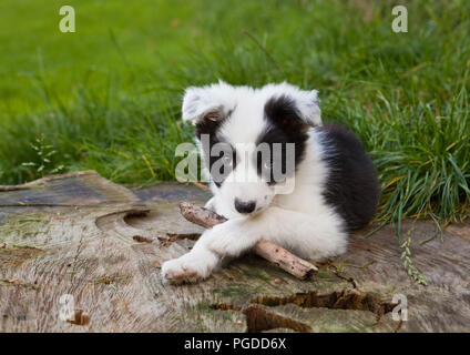 Sieben Wochen alten Border-Collie Welpen Hund grüne Wiese Gras Stockfoto