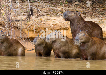 Herde von Capybara am Ufer vom Pantanal, Brasilien. Brasilianischen Tierwelt. Hydrochoerus hydrochaeris Stockfoto