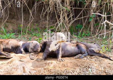 Riesenotter auf Wasser aus Feuchtgebiet Pantanal, Brasilien. Brasilianischen Tierwelt. Pteronura brasiliensis Stockfoto