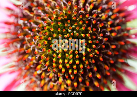 Sonnenhut seedhead Stockfoto