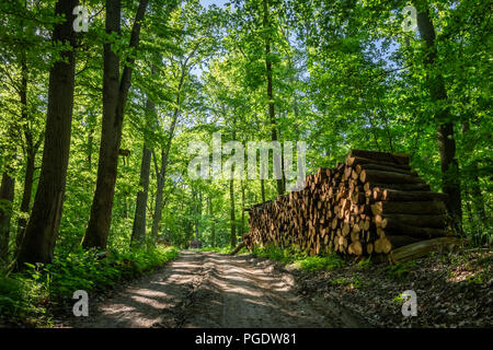 Im Wald von Bäumen nach dem Sturm gespeichert Stockfoto