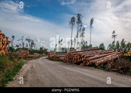 Im Wald von Bäumen nach einem Sturm gespeichert Stockfoto