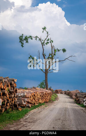 Im Wald gespeichert Holz nach einem Sturm Stockfoto