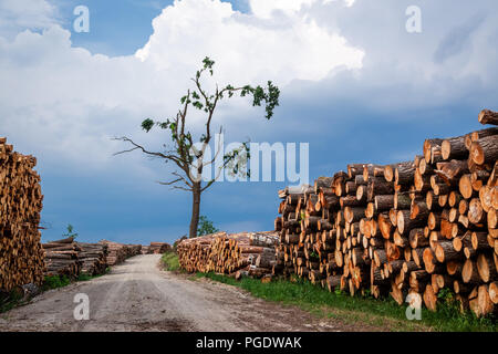 Im Wald von Bäumen im Frühjahr gespeichert Stockfoto