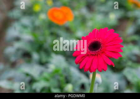 Grosshandel Blumen Markt, godkhali, Jhikorgacha, jessore 2016 Stockfoto