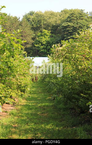 # Sommerspaß Sommerspaß blueberry Kommissionierung am Blueberry Patch in Sawyer, Michigan, USA an einem heißen Sommertag. Stockfoto