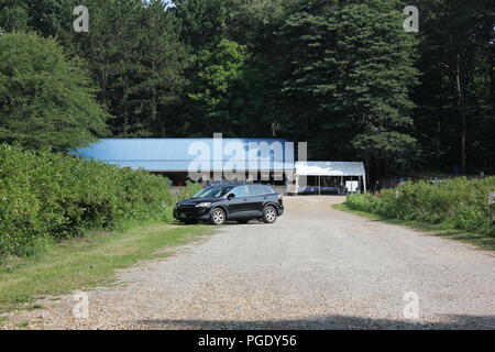 # Sommerspaß Sommerspaß Heidelbeeren pflücken, Parkplatz an der Blaubeere Patch in Sawyer, Michigan, USA an einem heißen Sommertag. Stockfoto