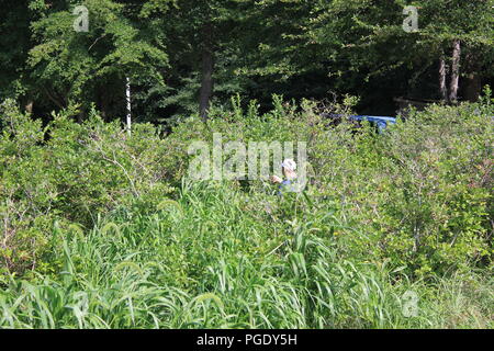 # Sommerspaß blonde Junge in Sommer Spaß beim blueberry Kommissionierung am Blueberry Patch in Sawyer, Michigan, USA an einem heißen Sommertag. Stockfoto