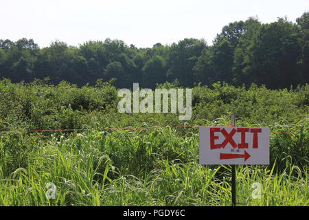 # Sommerspaß Sommerspaß Heidelbeeren pflücken von Hand bemalt Ausfahrt an der Blaubeere Patch in Sawyer, Michigan, USA an einem heißen Sommertag. Stockfoto