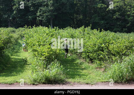 # Sommerspaß Leute, Sommer Spaß blueberry Kommissionierung am Blueberry Patch in Sawyer, Michigan, USA an einem heißen Sommertag. Stockfoto