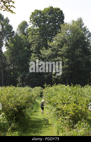 # Sommerspaß Sommerspaß blueberry Kommissionierung am Blueberry Patch in Sawyer, Michigan, USA an einem heißen Sommertag. Stockfoto